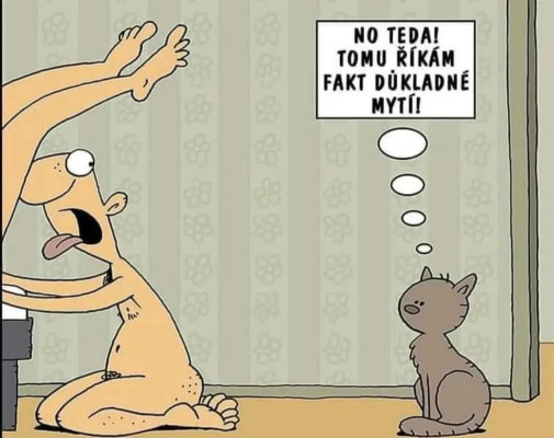 Jeden mačací na dnes